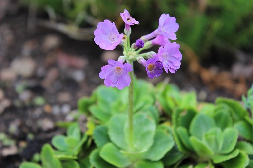 Primula marginata maritime - 8cm pot 